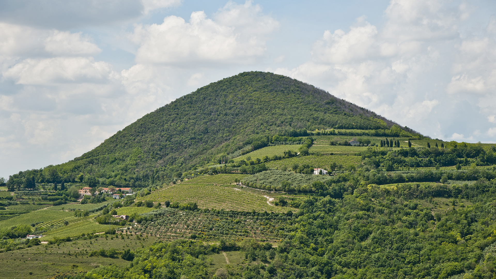 spinefrasse-vino-colli-euganei-cantina-slider2